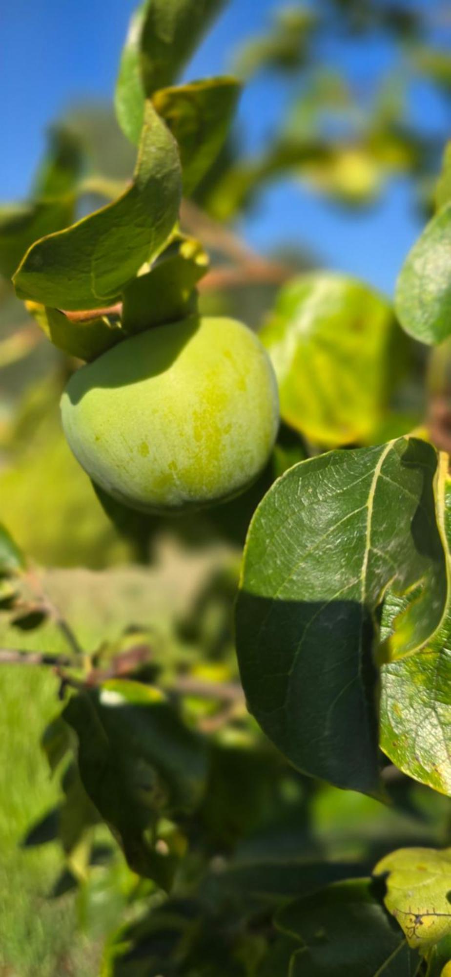 Quinta Da Utopia 维迪堡 外观 照片